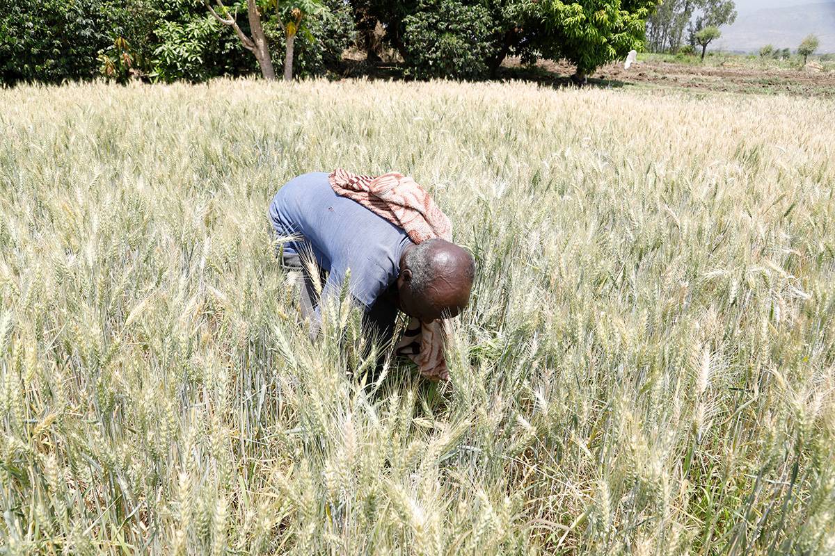 Wheat cultivation