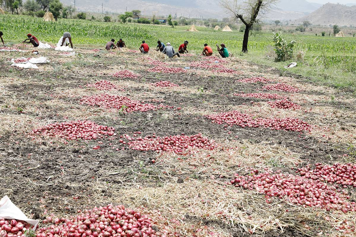 Onion development